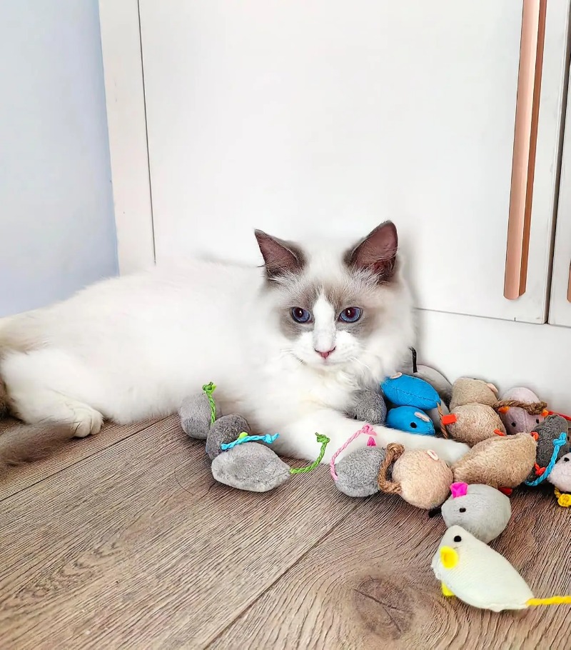 3/200pcs Rattle Cat Mouse Toys - Catnip Toys บทวิจารณ์และราคา